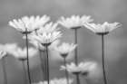 Oxeye daisy flowers, Lake Clark National Park and Preserve, Alaska Art Print